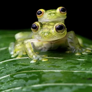 Reticulated glass frogs (Hyalinobatrachium valerioi) pair in amplexus, Osa Peninsula, Costa Rica