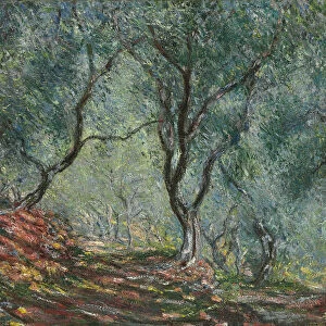 Bois d oliviers au jardin Moreno, 1884. Artist: Monet, Claude (1840-1926)