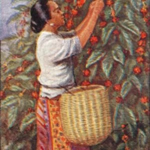 Coffee, 1. - Gathering the Berries, East Indies, 1928