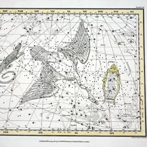 The Constellations (Plate XI) Cygnus, Lacerta and Via Lactea, 1822