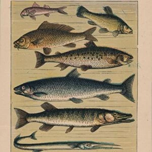 Fish, 1907, (1907)