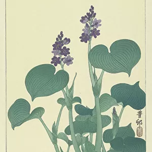 Flowering hosta. Creator: Ohara, Koson (1877-1945)
