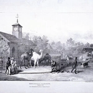 Zoological Gardens, Regents Park, Marylebone, London, 1835. Artist: George Scharf