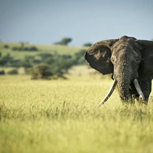 African bush elephant stands in long grass