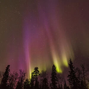 Aurora Borealis Over Trees; Thunder Bay, Ontario, Canada
