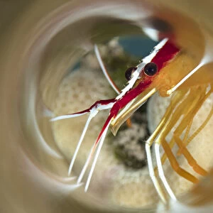 Close-up of a White Stripe Cleaner Shrimp, Hawaii, USA