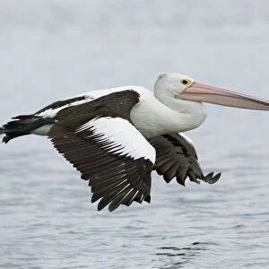 Australian Pelican (Pelecanus conspicillatus) flying, Victoria, Australia