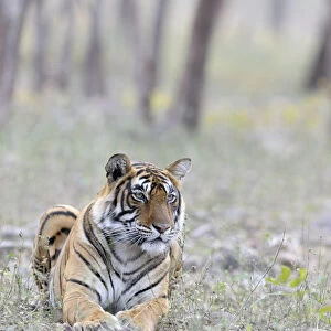 Bengal Tiger(Panthera tigris tigris) lying in grass with trees in background, India