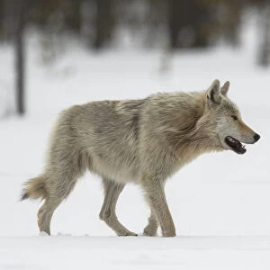 Gray Wolf walking in the snow, Finland