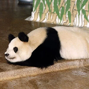 Animals Pandas in London Zoo