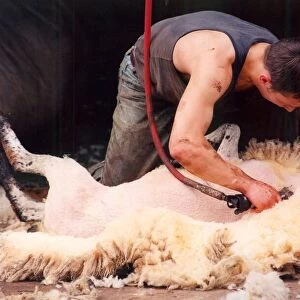 A Sheepshearer hard at work removing all the wool neatly from the sheep