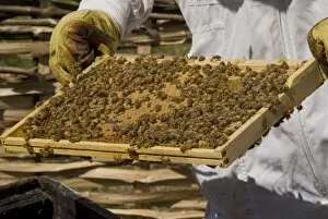 bees at Kew