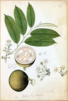 Chaulmoogra odorata, R. (Gynocardia odorata)