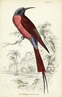Bee Eaters Collection: Northern Carmine Bee Eater