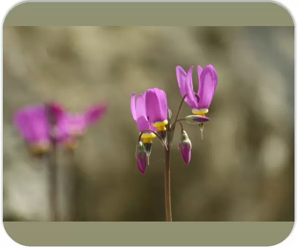 Flowering alpines N080164