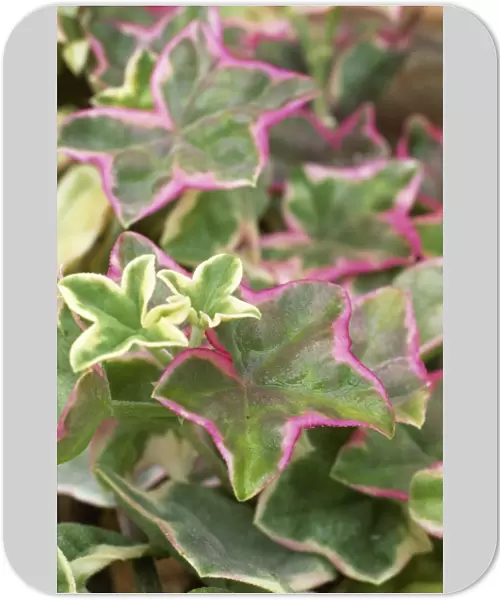 Leaves of Pelargonium L Elegante M070282