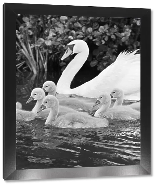 Swan and cygnets a064278