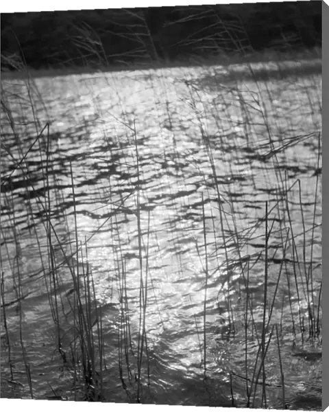 Reeds growing in lake a080697