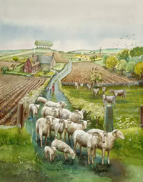 Rural landscape J910035