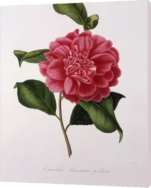 Camellia Rawsiana, or Roscii