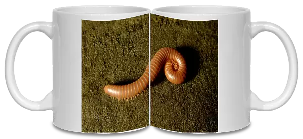 Giant millipede (unidentified), - on rain-forest