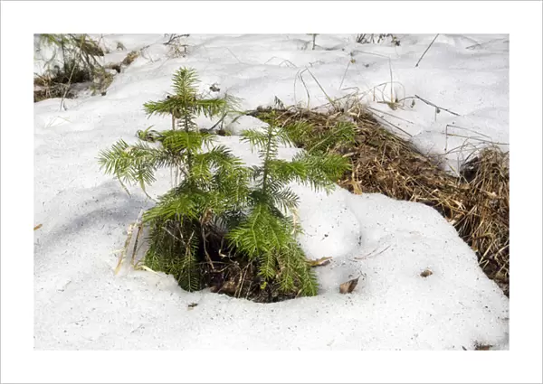 Snow melts in mixed taiga forest - young Spruce
