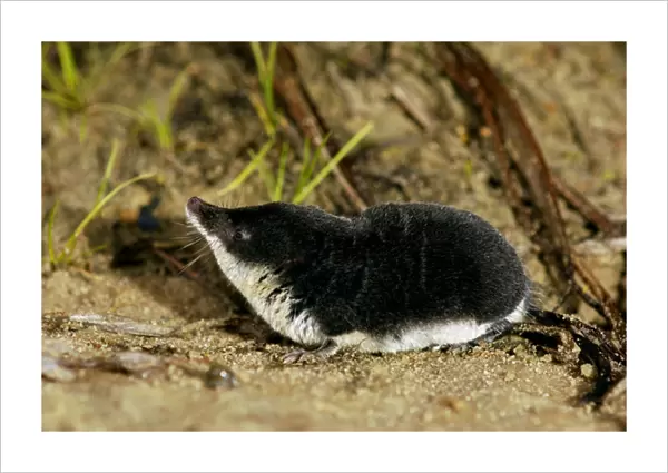 Water shrew, adult, searches for food