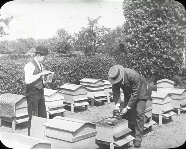 Beekeeping Lantern Slide series