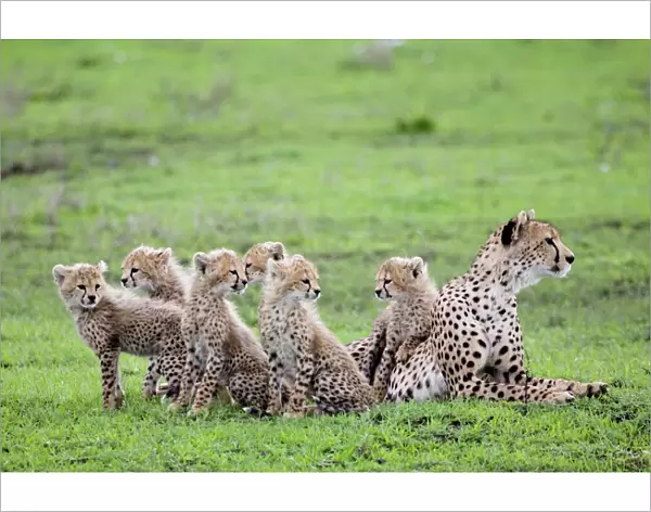 Cheetah family - Mother Cheetah with her 6 cubs
