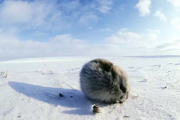 Collared Lemming - adult in winter fur, feeds