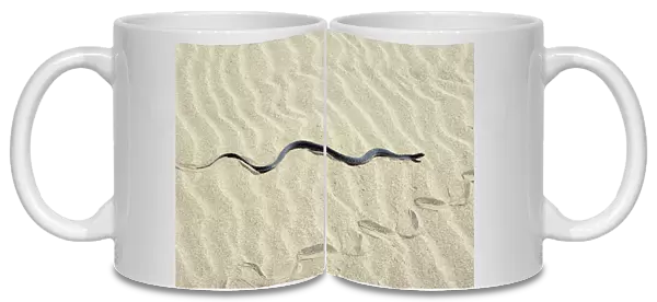 Grass Snake - in sand dunes - near Caspian sea