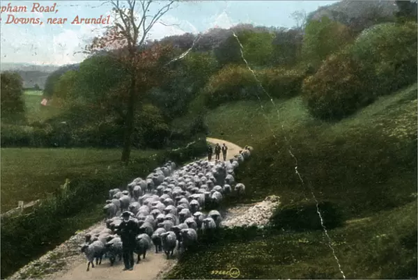 Herding Sheep on the Burpham Road, Burpham, Sussex