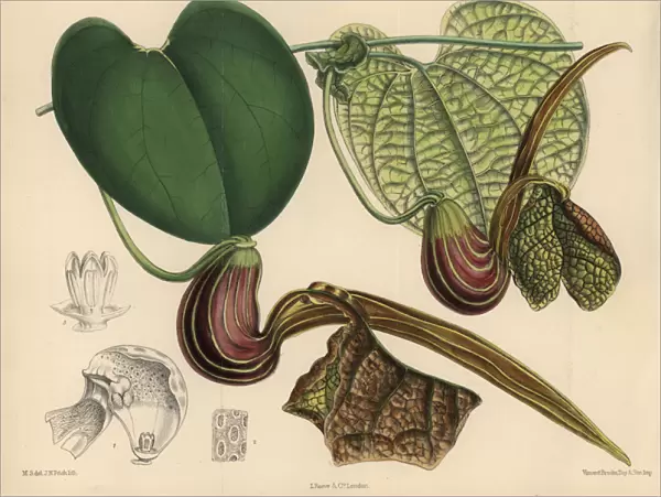 Aristolochia hians, birthwort or Dutchman s