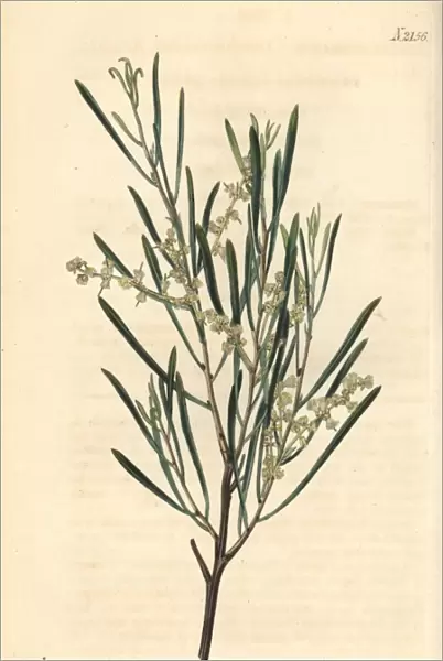 Linear leaved acacia, Acacia linearis