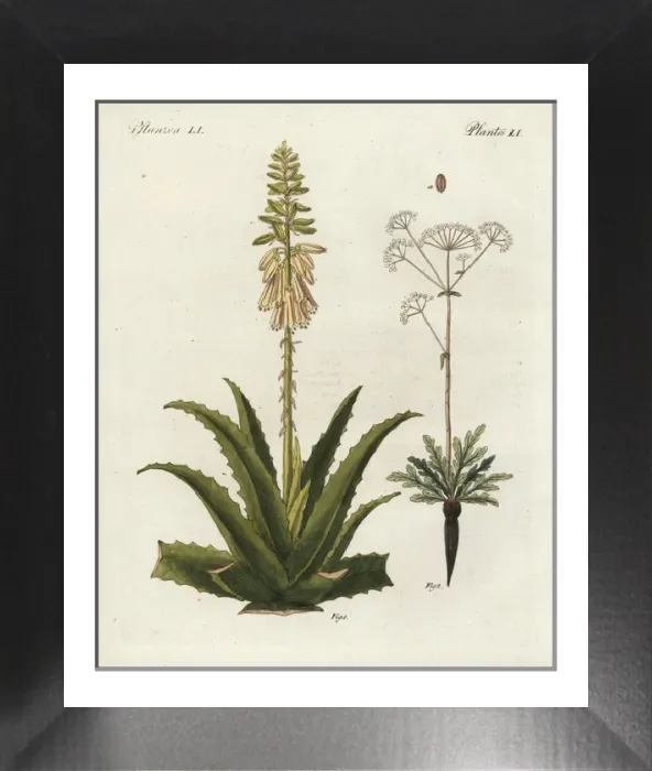 Framed Print : Aloe Vera and Asafoetida Print, 1798 Framed Print : Aloe Vera and Asafoetida Print, 1798