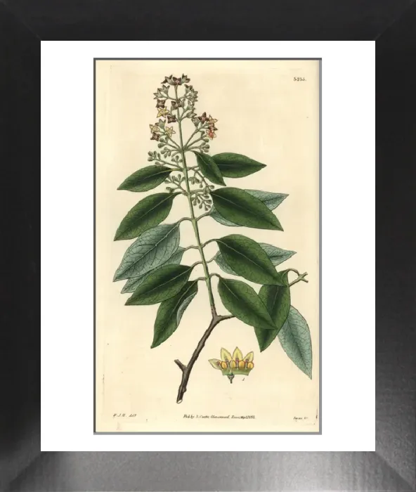 Framed Print : Handcolored Copperplate Print of Sandalwood, 1833