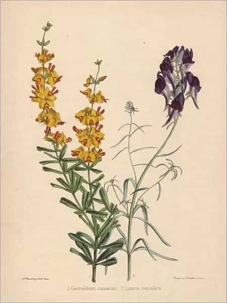 Yellow-flowered Gastrolobium cuneatum and deep