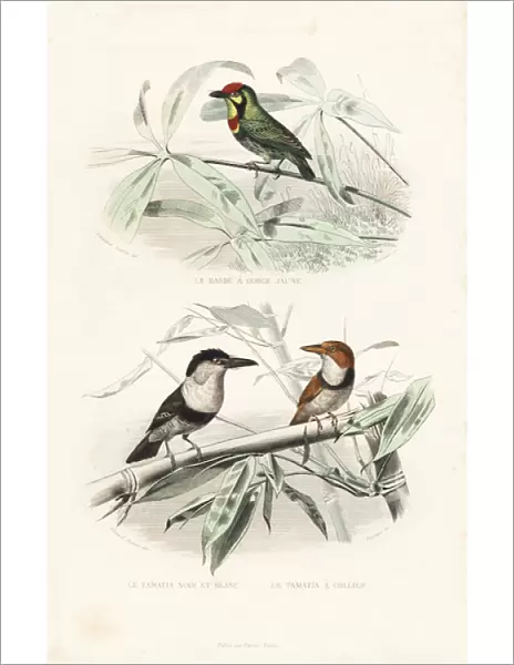 Coppersmith barbet, pied puffbird and collared puffbird