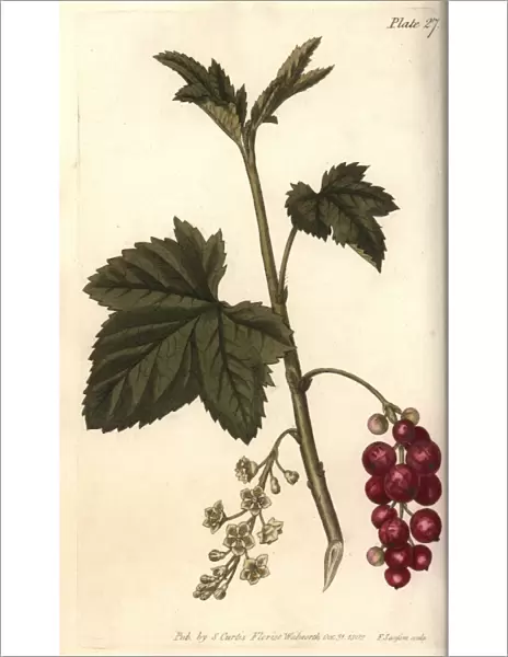Redcurrant, Ribes rubrum