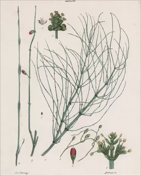 Efedra or mahuang, Ephedra distachya and Ephedra altissima