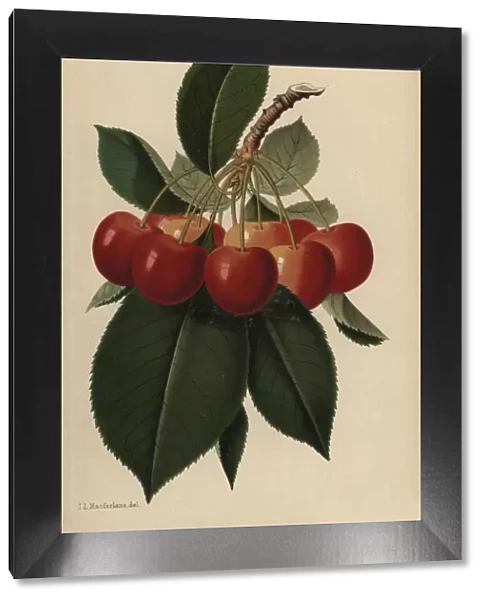 Bigarreau Napoleon cherry, Prunus variety