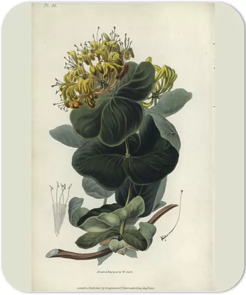 Native yellow honeysuckle, Lonicera flava