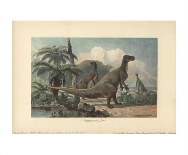 Iguanodons were herbivorous dinosaurs