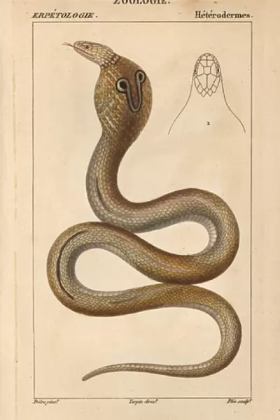 Indian or spectacled cobra, Naja naja