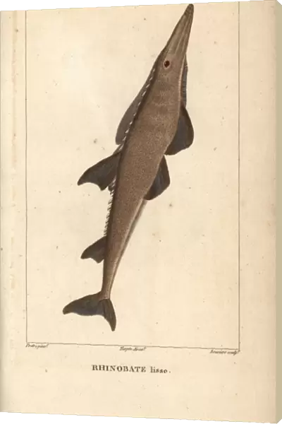 Guitarfish, shovelnose, Rhinobatos typus