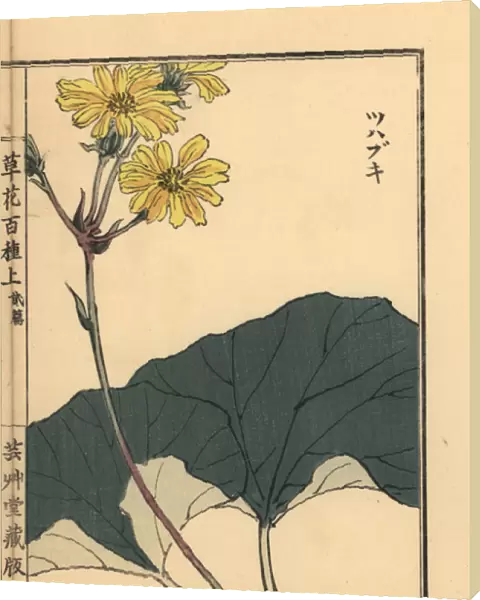 Leopard plant, Farfugium japonicum
