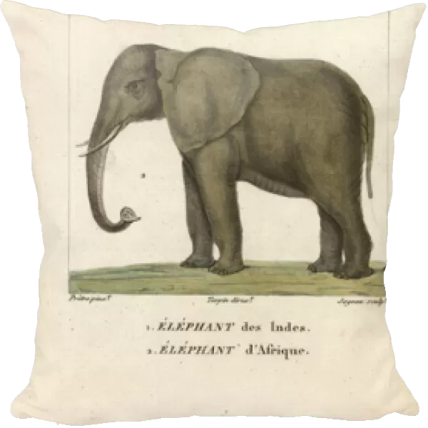 Indian elephant, Elephas maximus indicus