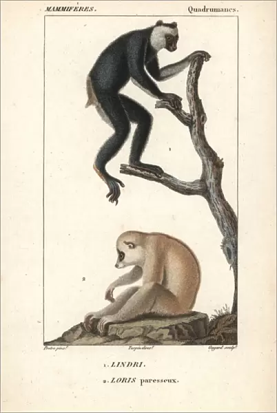 Indri or babakoto, Indri indri (endangered)