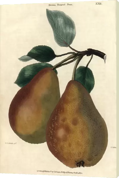 Ripe fruit and leaves of Brown Beurre Pear, Pyrus communis