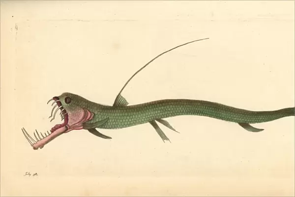 Sloanes viperfish, Chauliodus sloani